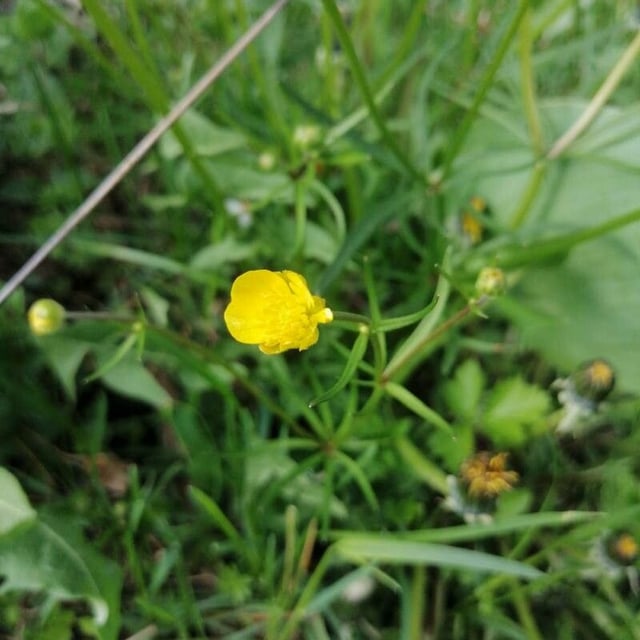 Ranunculus auricomus — flower