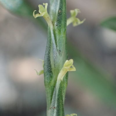 Crucianella latifolia — flower