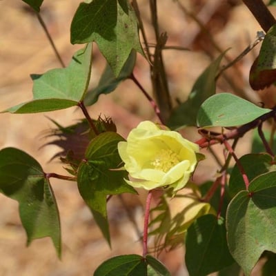 Gossypium barbadense — flower