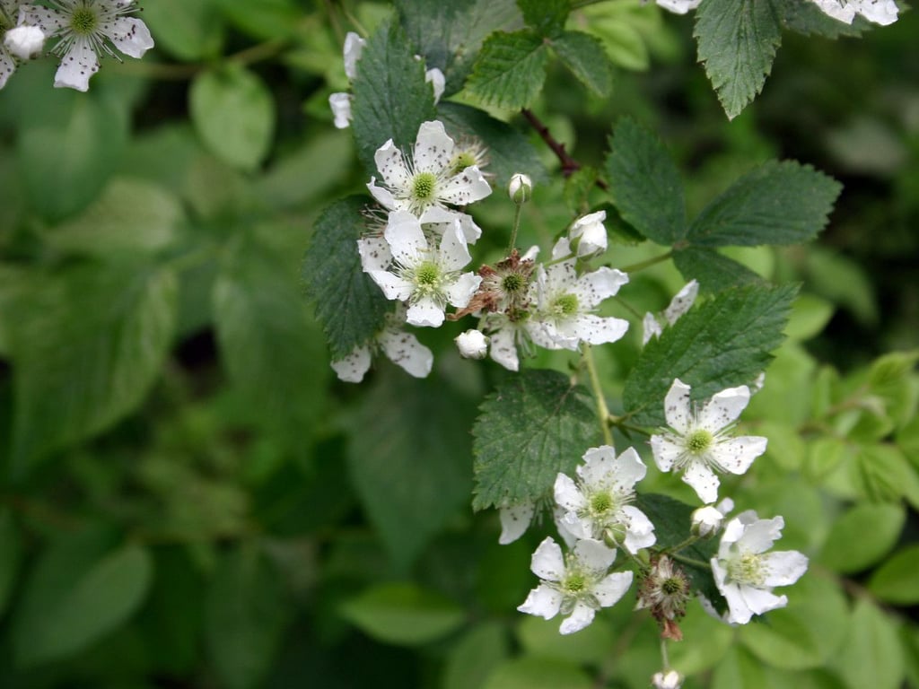 Pennsylvania blackberry