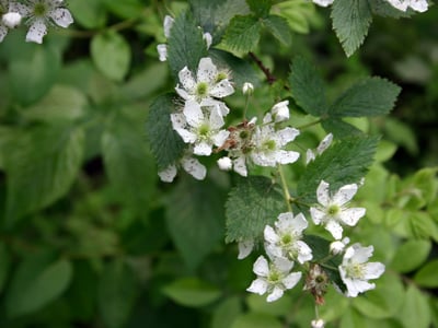 Pennsylvania blackberry