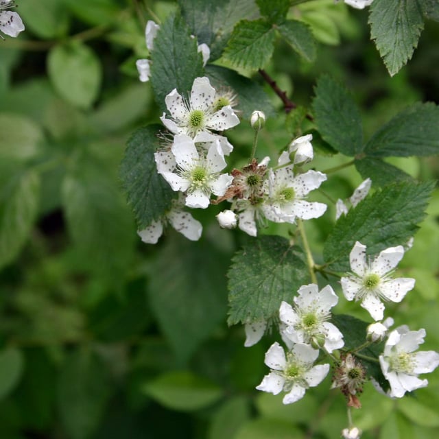 Pennsylvania blackberry