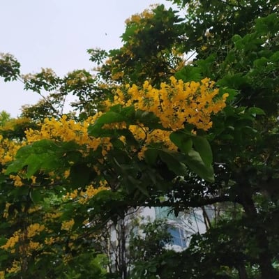 Pterocarpus indicus — flower
