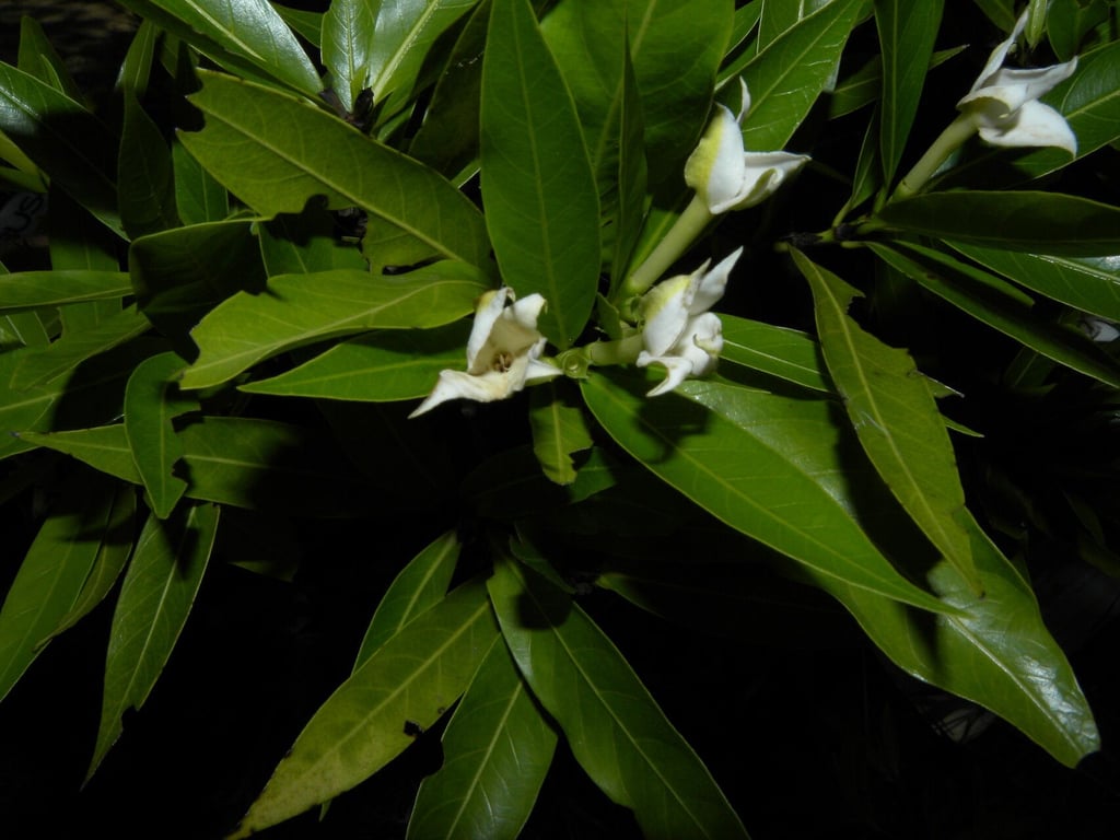 Alibertia edulis