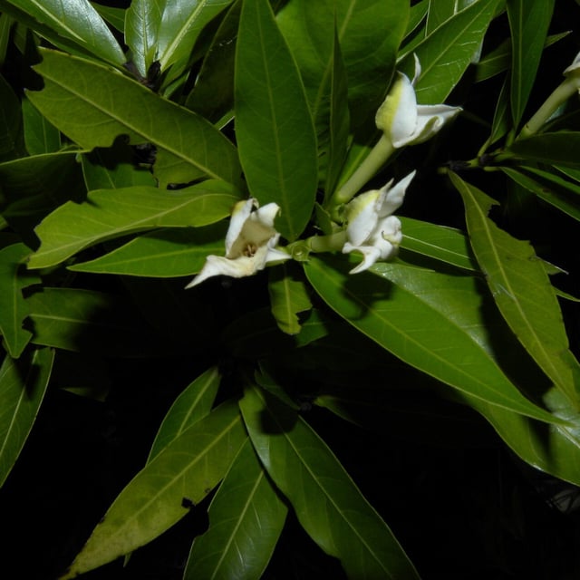 Alibertia edulis