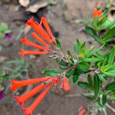 Bouvardia ternifolia — flower
