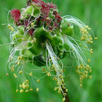 Sanguisorba minor — flower