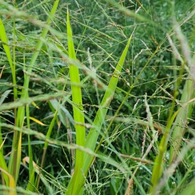 Panicum virgatum — flower