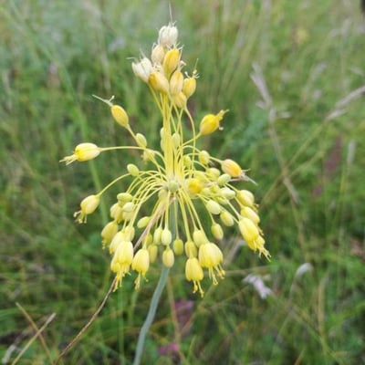 Allium flavum — flower