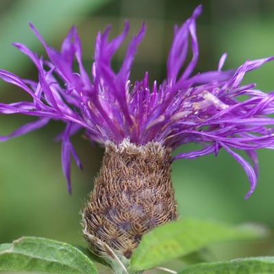 Centaurea decipiens — flower