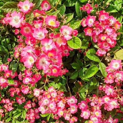 Rosa rubiginosa — flower