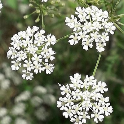 Conium maculatum — flower
