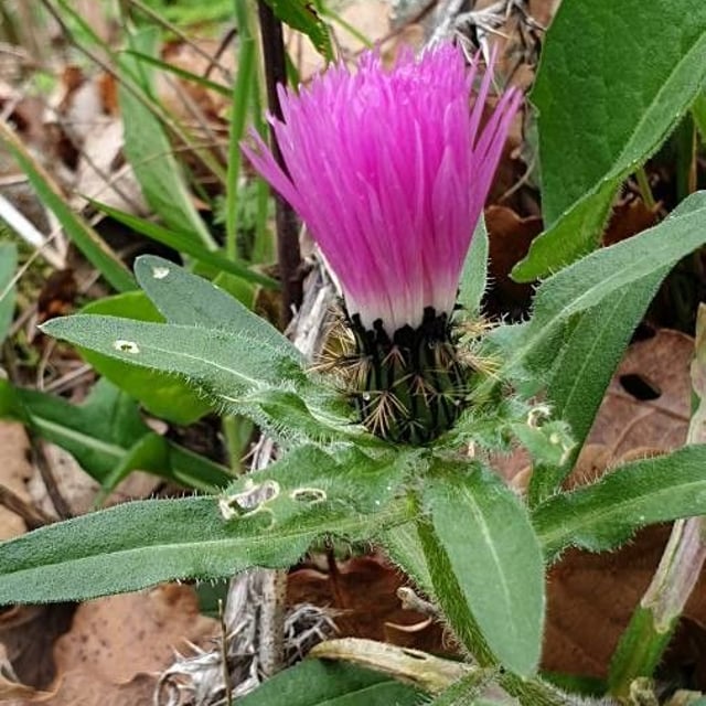 Centaurea pullata — flower