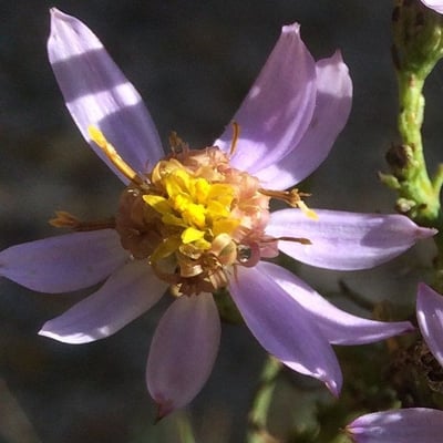 Galatella sedifolia — flower