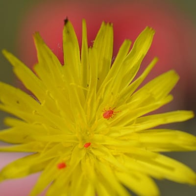 Urospermum picroides — flower