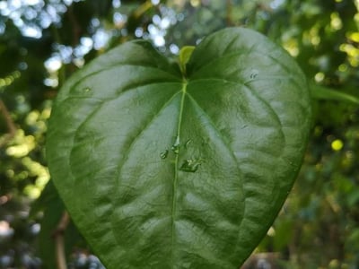 Betel