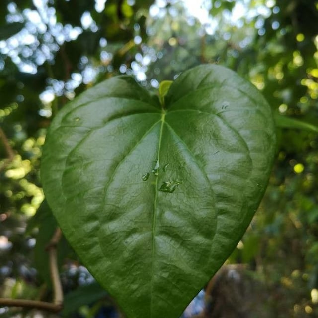 Betel