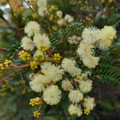 Acacia terminalis — flower