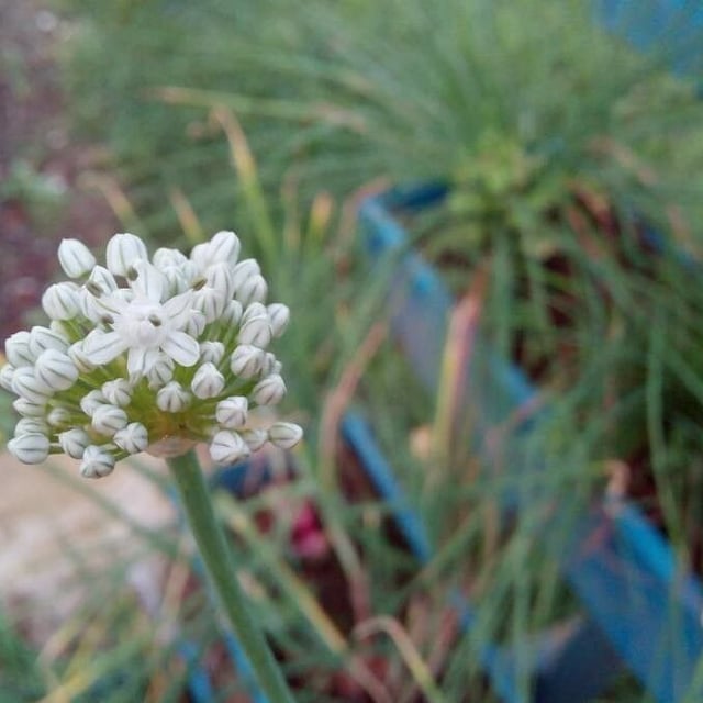 Allium cepa — flower