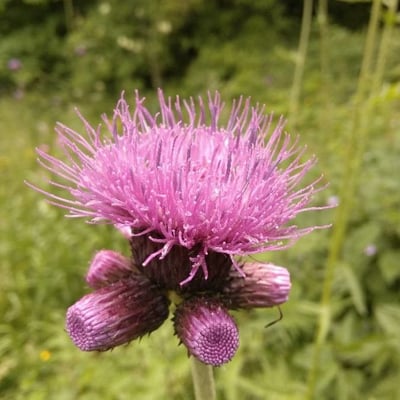 Cirsium rivulare — flower