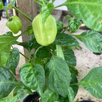Capsicum chinense — flower