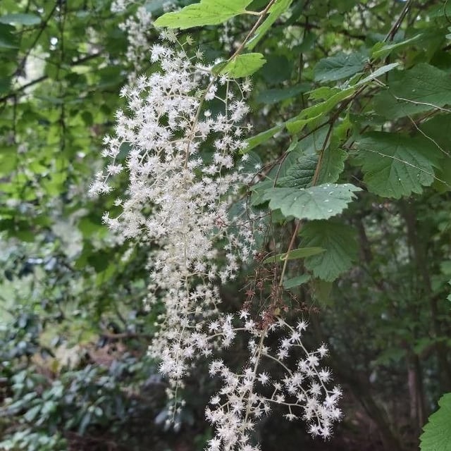 Holodiscus discolor — flower