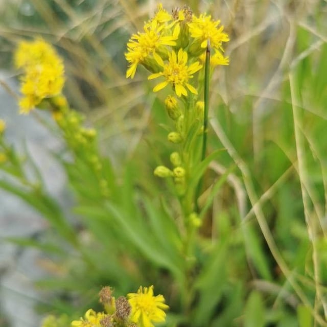 Solidago missouriensis — flower