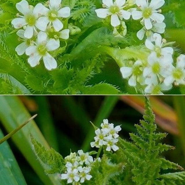 Anthriscus caucalis — flower