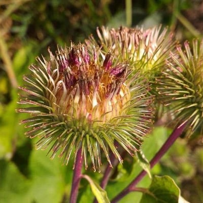 Arctium nemorosum — flower