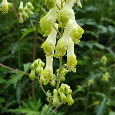 Aconitum lycoctonum — flower