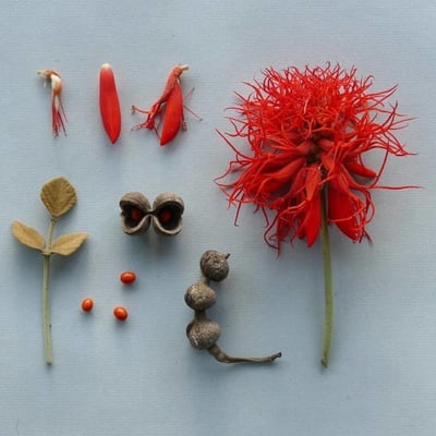 Erythrina abyssinica — flower