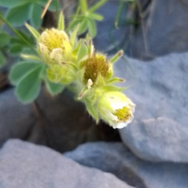 Potentilla nivalis — flower