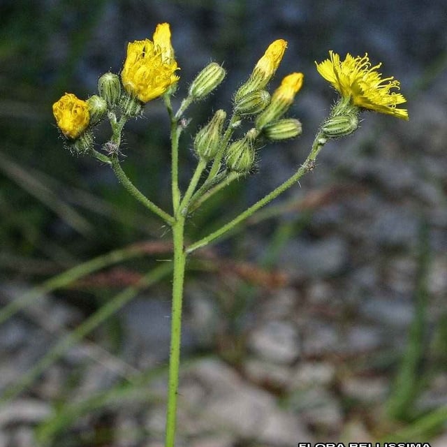 Pilosella piloselloides — flower