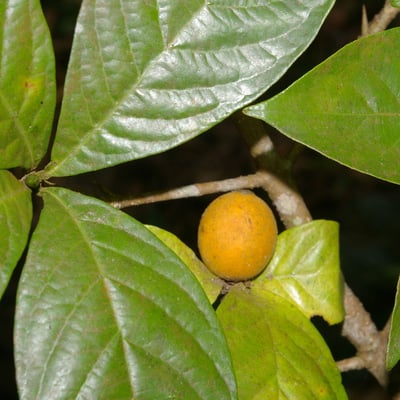 Randia armata — fruit