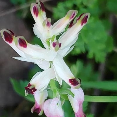 Fumaria bastardii — flower
