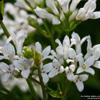 Asperula tinctoria — flower