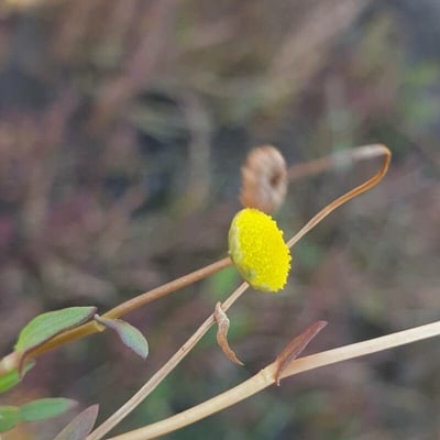 Cotula coronopifolia — flower