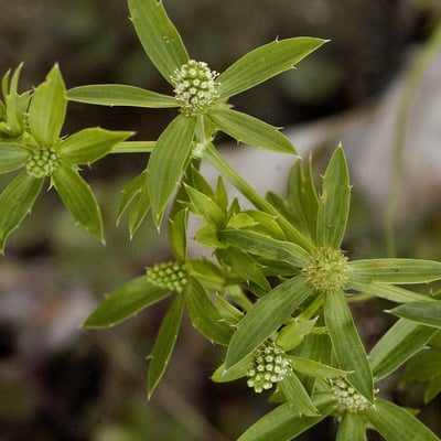 Eryngium foetidum — flower