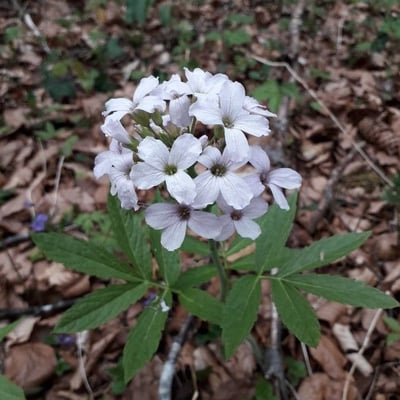Cardamine heptaphylla — flower