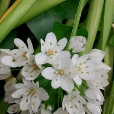 Allium neapolitanum — flower