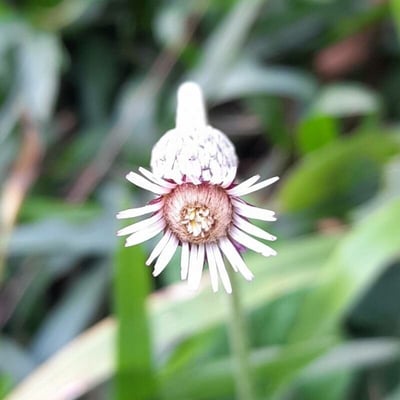 Chaptalia nutans — flower