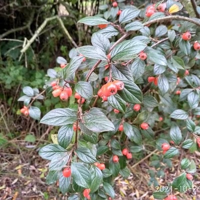 Cotoneaster franchetii — flower