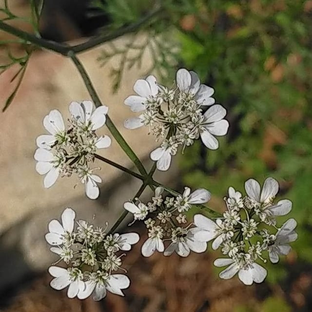 Torilis leptophylla — flower