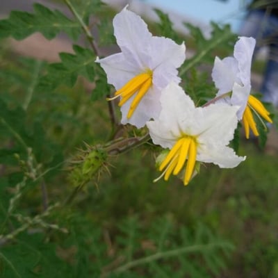 Solanum sisymbriifolium — flower