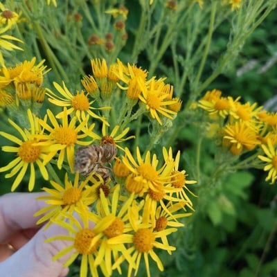 Jacobaea paludosa — flower