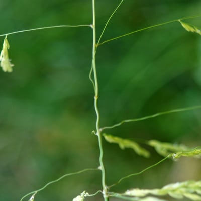 Leersia oryzoides — flower