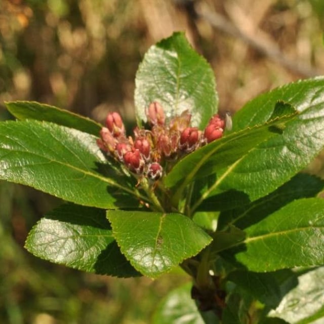 Chamaemespilus alpina — flower