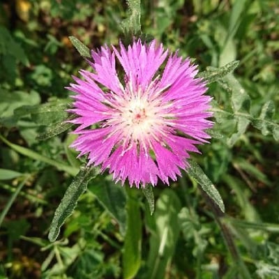 Centaurea pullata — flower