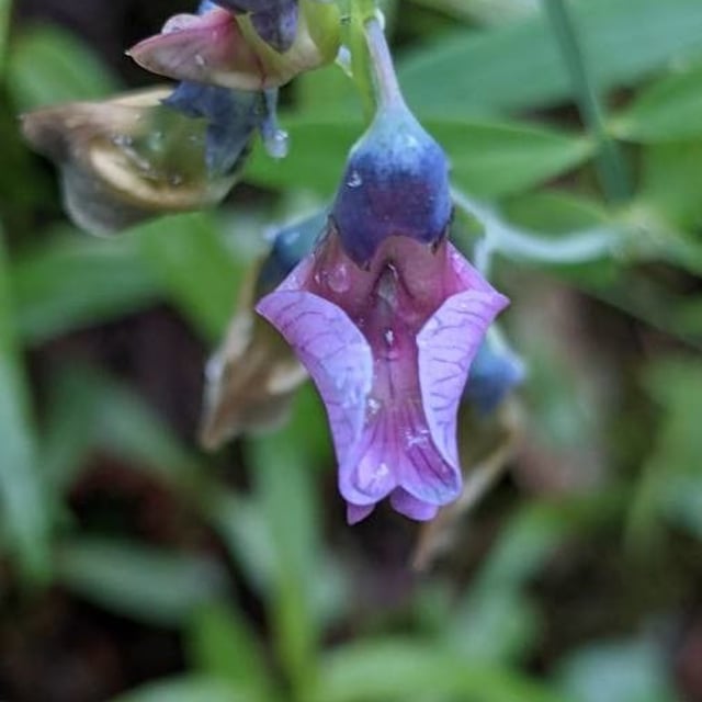 Lathyrus linifolius — flower
