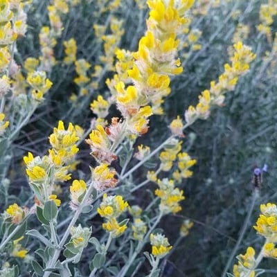 Anthyllis cytisoides — flower